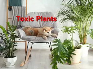 Read more about the article Toxic Plants