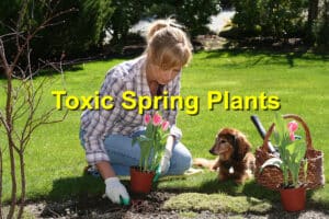 Toxic Spring Plants Around Braselton Homes