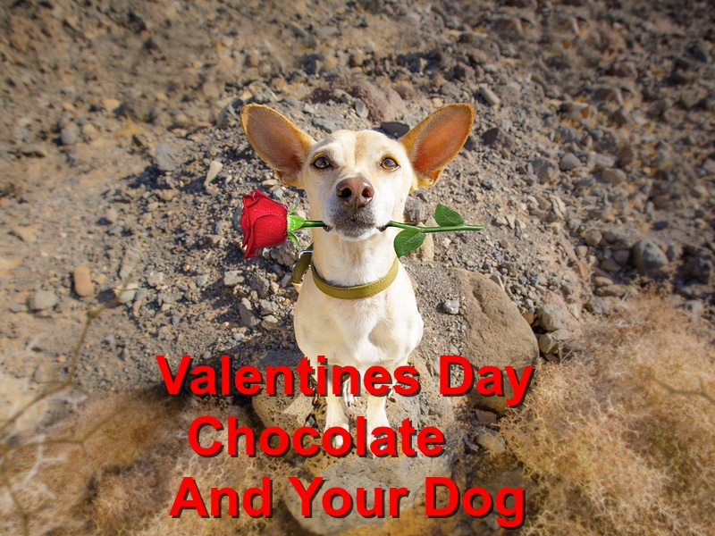 Read more about the article Valentines Day, Chocolate, And Your Dog