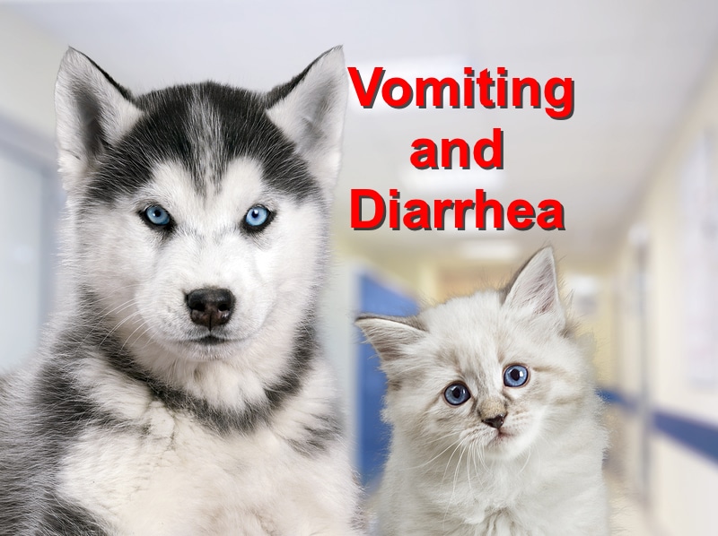 Read more about the article Vomiting and Diarrhea