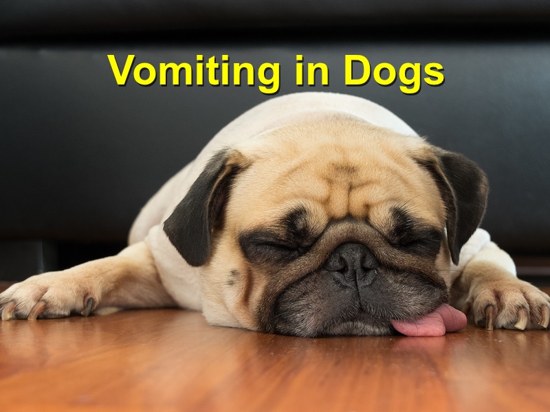 Read more about the article Vomiting Dogs