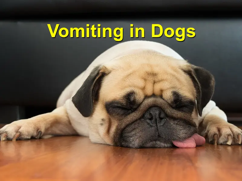 You are currently viewing Vomiting Dogs