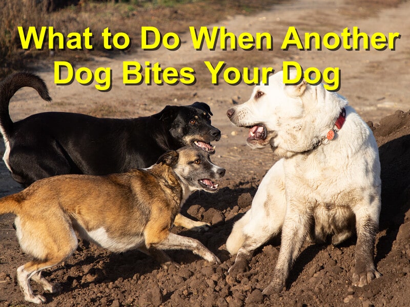 What to Do When Another Dog Bites Your Dog Emergency