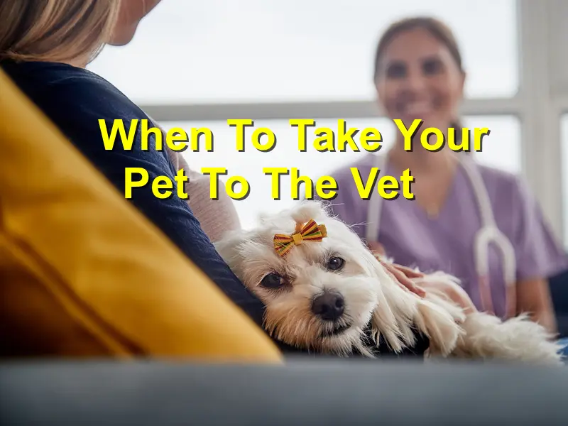 You are currently viewing When To Take your Dog/Cat to the Veterinarian