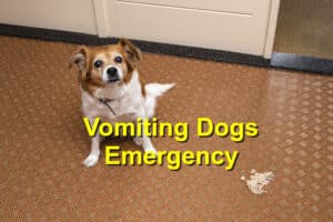 When Vomiting in Dogs Is a True Emergency