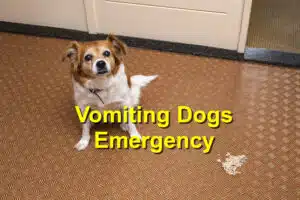When Vomiting in Dogs Is a True Emergency
