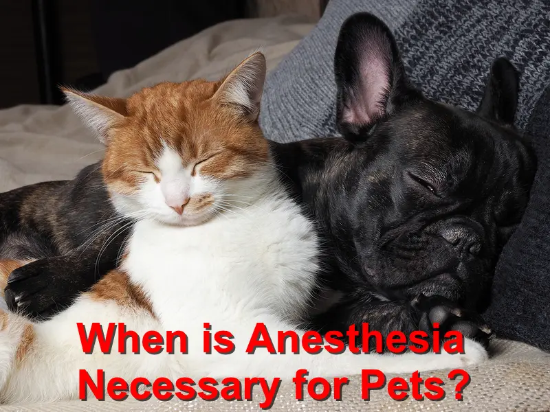 You are currently viewing When is Anesthesia Necessary for Pets?