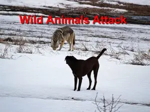 Read more about the article Wild Animals Attack