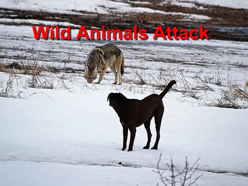 animals fight back