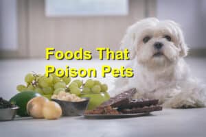 Winter Holiday Foods That Poison Pets