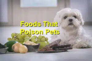 Winter Holiday Foods That Poison Pets