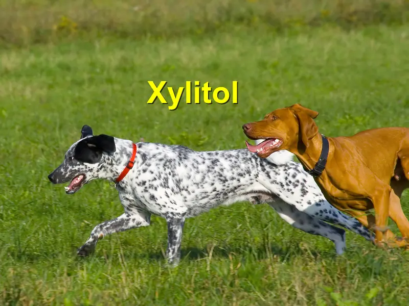 You are currently viewing Xylitol