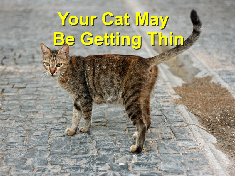 Read more about the article Your Cat May Be Getting Thin