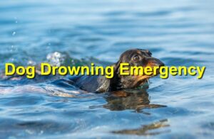 dog drowning emergency