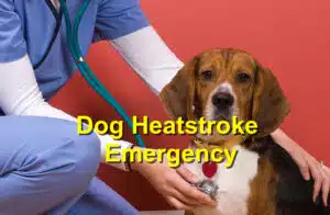 dog heatstroke emergency