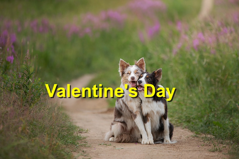 Valentine's Day