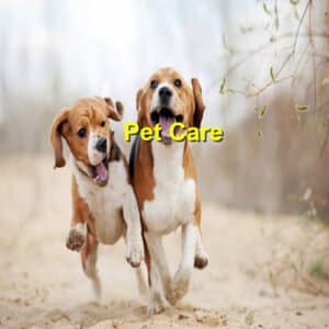 pet care
