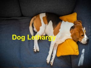 Read more about the article What to do When Your Dog is Lethargic￼