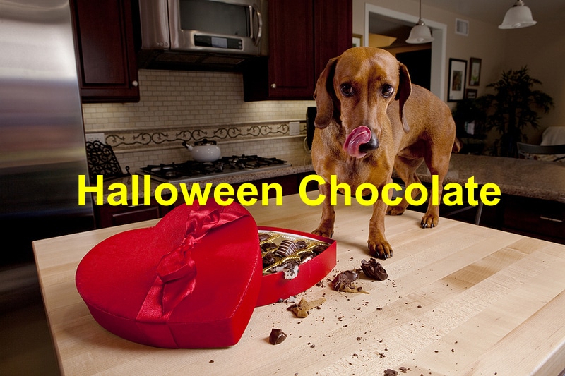 You are currently viewing Beware of Halloween Chocolate
