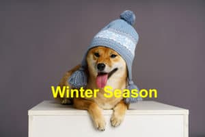 Read more about the article How to Keep Your Dog Warm This Winter Season