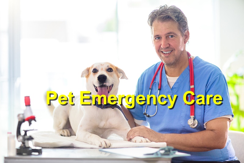 The Importance of Emergency Care for Your Pet