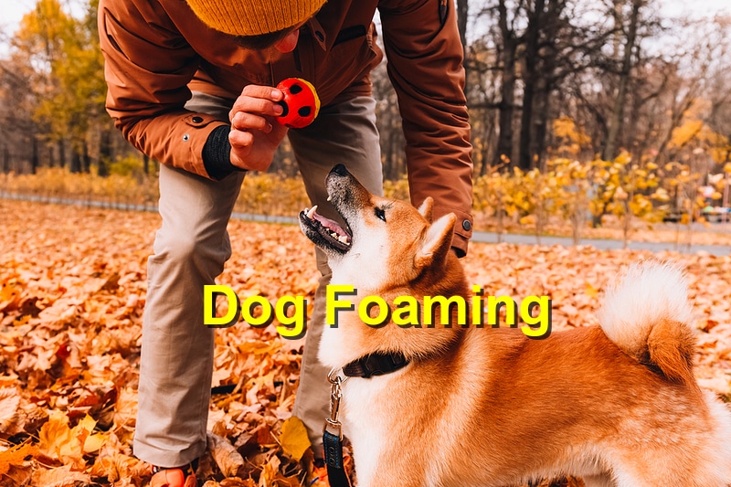dogs with foaming rabies