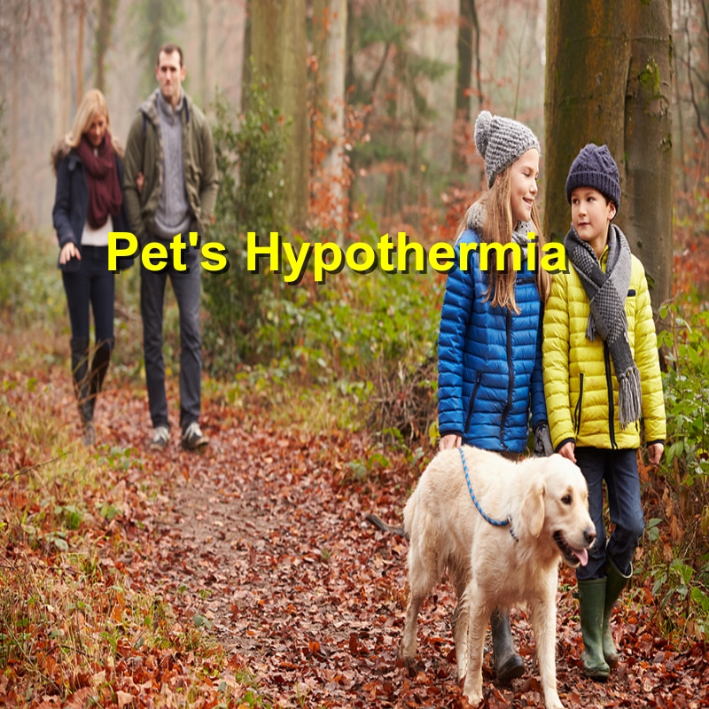 Identifying and Treating Hypothermia in Pets