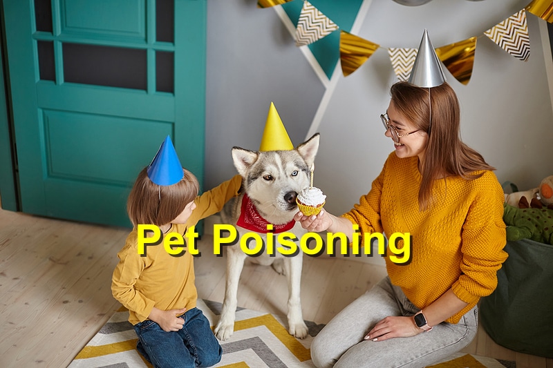 You are currently viewing The Dangers of Pet Poisoning: How to Keep Your Pet Safe