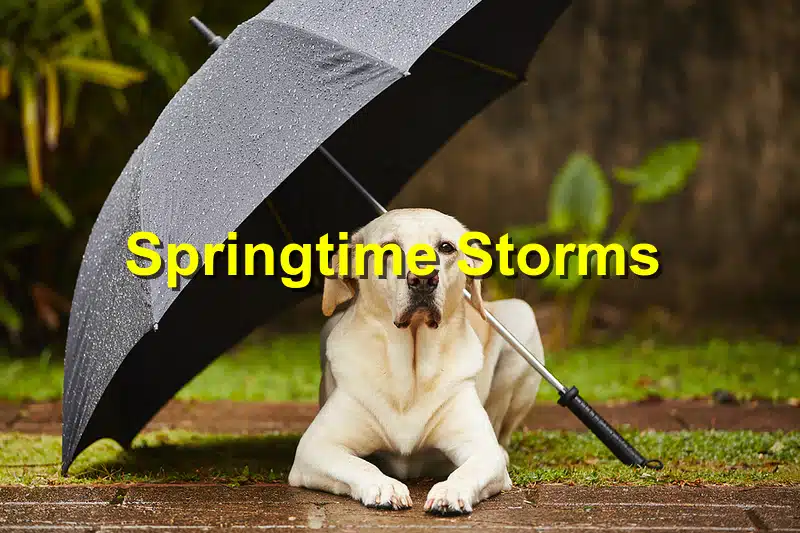 Read more about the article How to Keep Your Pet Safe During Springtime Storms