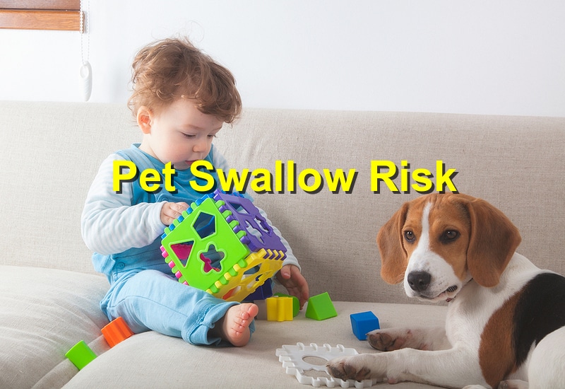 Pet Swallow Risk