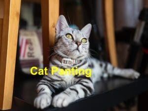 Read more about the article Cat Panting – Things You Ought to Know￼