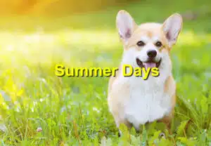Read more about the article Dog Days of Summer: Protecting Your Pet from Heat and Dehydration