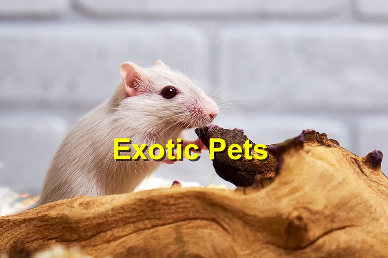 Top Exotic Pets and How to Care for Them
