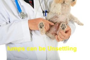 Read more about the article Lumps on Dogs: Should it be a Reason for Concern?