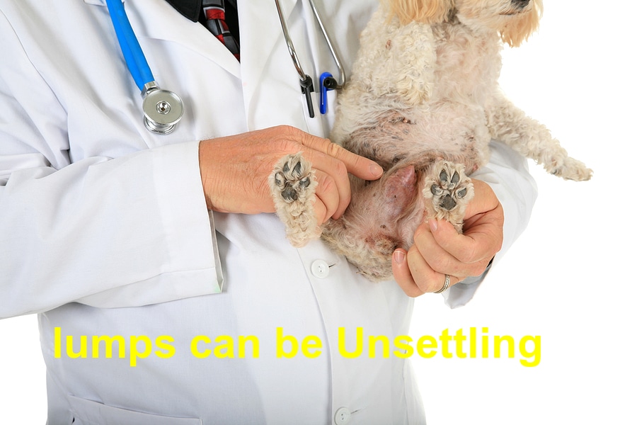 You are currently viewing Lumps on Dogs: Should it be a Reason for Concern?