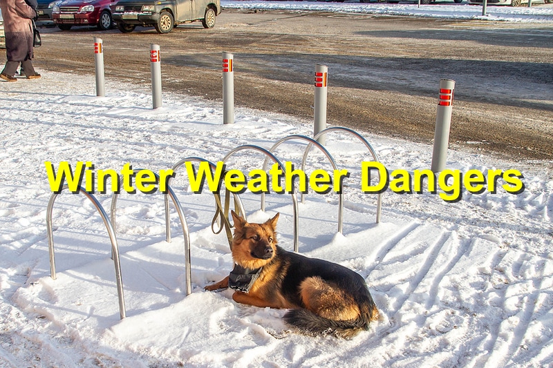 Winter Weather Dangers for Your Dog and Cat