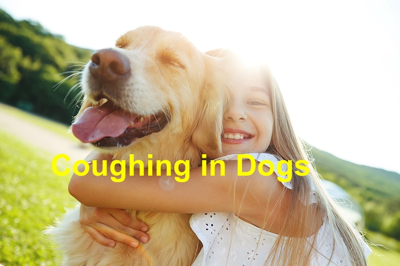 You are currently viewing Coughing in Dogs: Things You Should Know