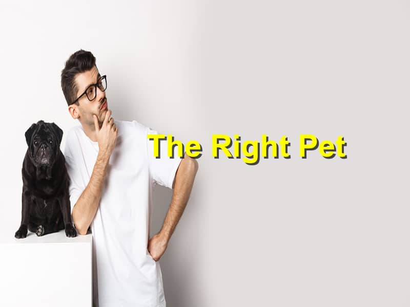 Read more about the article How to Choose the Right Pet for Your Lifestyle