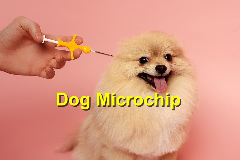 The Lifesaving Choice: The Benefits of Microchipping Your Pet