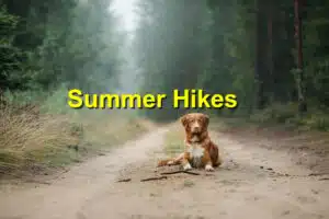 Read more about the article How to Keep Your Pet Safe During Summer Hikes