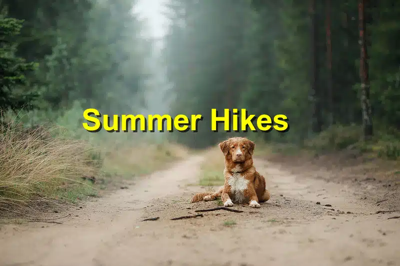 Read more about the article How to Keep Your Pet Safe During Summer Hikes