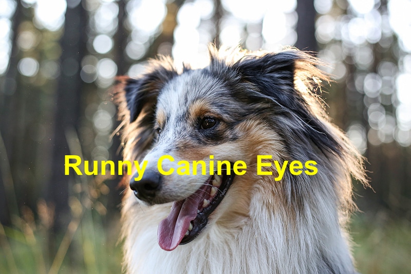 Read more about the article What You Should Know About Runny Canine Eyes