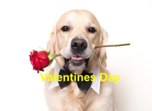 Read more about the article Celebrating Valentine’s Day Safely with Your Pet