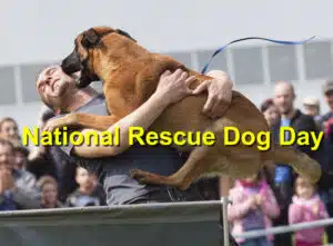 Read more about the article National Rescue Dog Day: Emergency Pet Care for Rescued Dogs