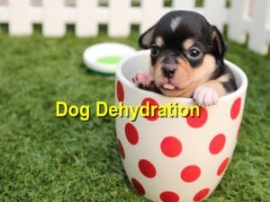 Read more about the article How to Handle Dehydration in Dogs