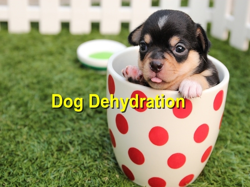 You are currently viewing How to Handle Dehydration in Dogs