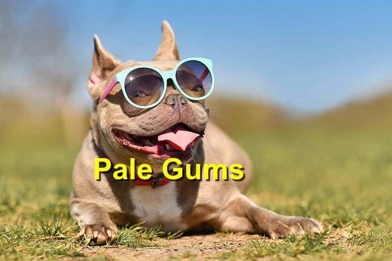 You are currently viewing Things to About Pale Gums and Your Dog￼