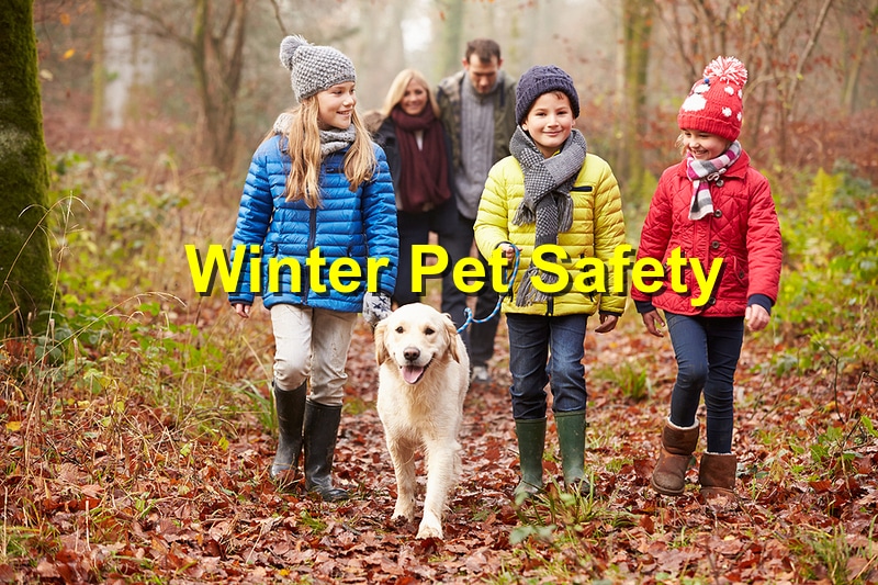 Winter Pet Safety Tips: Protecting Your Dog from Cold Weather Hazards