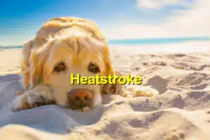 Read more about the article Identifying Heatstroke in Pets and How to Treat It
