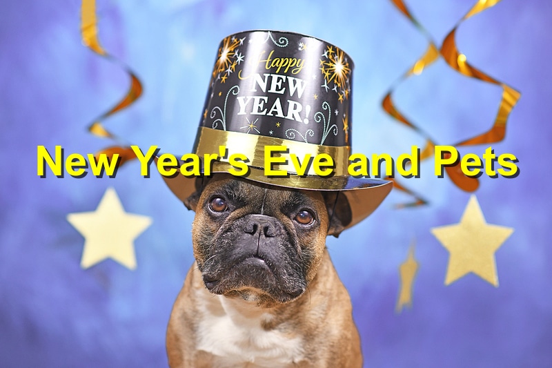 Read more about the article Minimizing Pet’s Stress/Anxiety on New Year’s Eve
